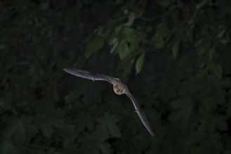 Common pipistrelle (Pipistrellus pipistrellus) hunting insects in front of deciduous forest,