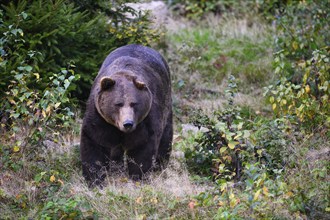 Brown bear (Ursus arctos) captive, Neuschönau enclosure, Bavarian Forest National Park, Bavaria,