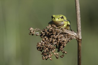 Tree frog (Hyla arborea), Lower Saxony, Germany, Europe