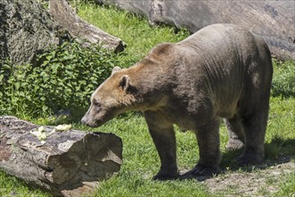 Captive bred Polar bear, brown bear hybrid also called grolar bear, pizzly bear, nanulak at