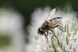 Tapered Dronefly (Eristalis pertinax), Emsland, Lower Saxony, Germany, Europe