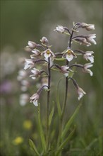 Marsh helleborine (Epipactis palustris), Emsland, Lower Saxony, Germany, Europe