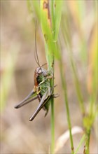 Roesel's bush-cricket (Metrioptera roeselii), female, grasshopper sitting on a blade of grass,