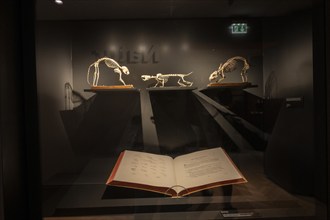 Exhibits, vertebrate skeletons in the Goethe National Museum, Weimar, Thuringia, Germany, Europe