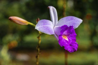 Pink orchid (Arundina graminifolia), Tortuguero National Park, Costa Rica, Central America