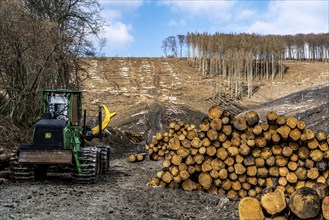 Cleared forest area north of the village of Öventrop, district of Arnsberg, dead spruce stands were