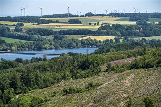 Reforestation in the Arnsberg Forest above Lake Möhnesee, Soest district, site of a spruce forest