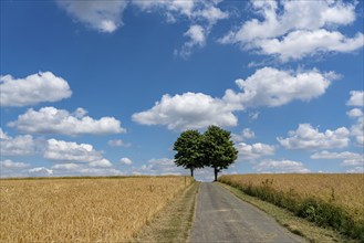 Field path, grain field, trees, blue sky, slightly cloudy, landscape in East Westphalia-Lippe, near