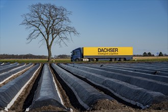 Agriculture on the Lower Rhine, early season, asparagus cultivation in spring, under plastic