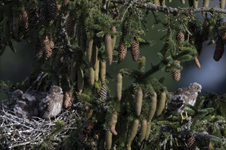 Common kestrel (Falco tinnunculus) at the nest with young birds, Daun, Eifel, Rhineland-Palatinate,