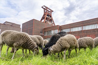 Sheep at the Zollverein Coal Mine Industrial Complex for the first time, 12 Heidschnucken and