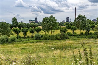 Duisburg Friemershein, floodplain along the Rhine, nature reserve Rheinaue Friemersheim, in the