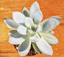 Beautiful little plant, succulent in a small flower pot. on the wooden background