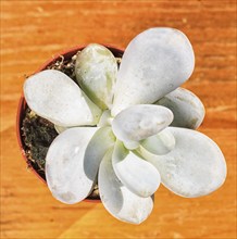 Beautiful little plant, succulent in a small flower pot. on the wooden background