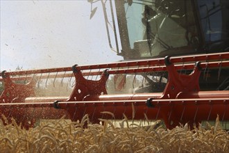 Harvesting grain with a combine harvester in a field near Ludwigshafen