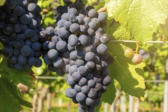 Ripe Pinot Noir grapes in the Palatinate. The 2023 vintage is exceptionally good