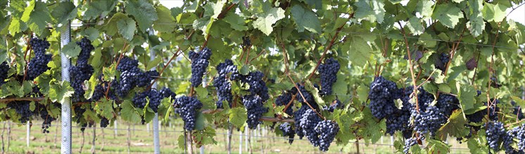 Panoramic picture of blue grapes on vines in the Palatinate