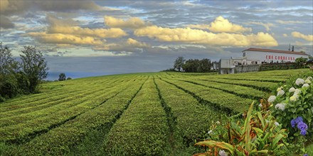 Wide tea plantation with the tea production building Cha Gorreana at the edge and dramatic evening