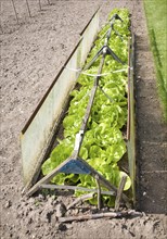 Lettuce plants growing in a cold frame