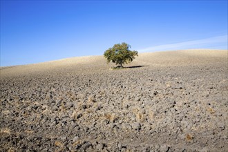 Lone tree standing in ploughed field with blue sky near El Gastor, Cadiz province, Spain, Europe