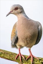 European Turtle Dove (Streptopelia turtur) sitting on a branch. Bas-Rhin, Alsace, Grand Est,