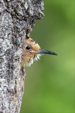 Hoopoe, juvenile waiting to be fed, (Upupa epops), on perch, hoopoe family, formerly raptors, Hides