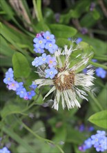 Faded common dandelion (Taraxacum officinale) and forget-me-not (Myosotis sylvatica), North