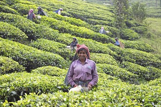 Indian tea picker on a tea plantation, Thekkady, Kerala, India, Asia