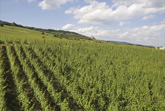 Wine-growing region near Rüdesheim, Hesse, Germany, Europe