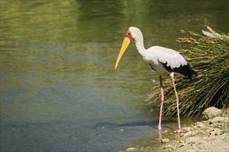 Yellow-bird Stork (Mycteria ibis), in the water, hunting, captive, distribution Africa