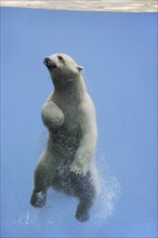 Polar bear (Ursus maritimus) diving, captive, Germany, Europe