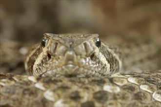 Texas rattlesnake or western diamondback rattlesnake (Crotalus atrox), captive, occurring in North