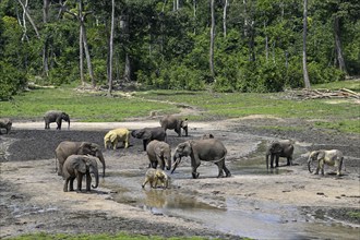 African forest elephants (Loxodonta cyclotis) in the Dzanga Bai forest clearing, Dzanga-Ndoki