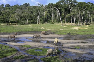 African forest elephants (Loxodonta cyclotis) in the Dzanga Bai forest clearing, Dzanga-Ndoki