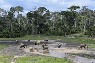 African forest elephants (Loxodonta cyclotis) in the Dzanga Bai forest clearing, Dzanga-Ndoki