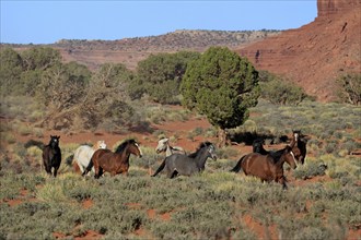 Mustang, (Equus caballus), horses, group, herd, Monument Valley, Utah, USA, North America