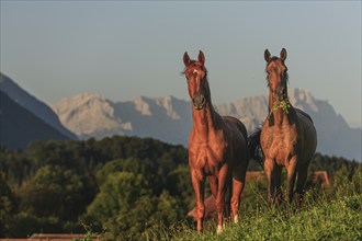 Horses standing in a meadow, frontal, warmbloods, morning light, summer, behind them Zugspitze,