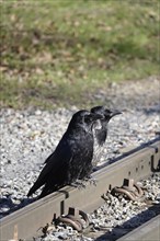 Two corvids on a railway track, March, Germany, Europe