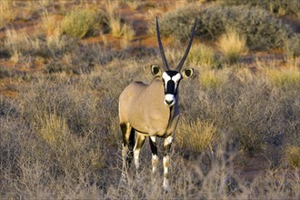 Gemsbok, (Oryx gazella g.) Gemsbok, male, Kalahari Gemsbok NP, South Africa, oryx, antelope, Africa