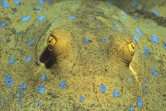 Close-up of head eyes stalk eyes of blue spotted stingray (Taeniura lymma) Blue spotted stingray