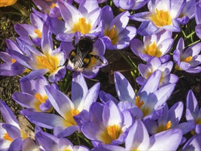 Bumblebee on crocuses blooming in the botanical garden in spring