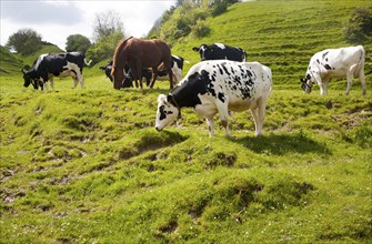 Herd of cattle grazing on chalk grassland Heddington, Wiltshire, England, United Kingdom, Europe