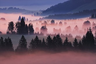 Fog and trees at the Rothenthurm high moor, Canton Schwyz, Switzerland, Europe