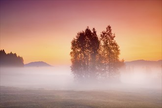 Birch trees in the Rothenthurm upland moor at sunrise in autumn, Canton Schwyz, Switzerland, Europe