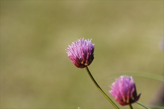 Chive (Allium schoenoprasum), in bloom, North Rhine-Westphalia, Germany, Europe