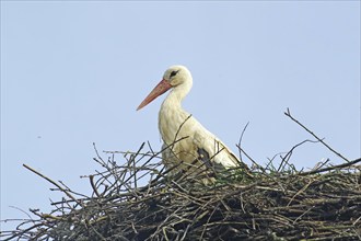 Stork on an eyrie, spring, Wendland, Hitzacker, Lower Saxony, Germany, Europe