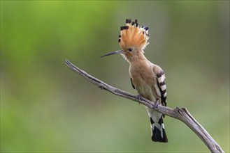 Hoopoe, (Upupa epops), on perch, hoopoe family, formerly raptors, Hides de El Taray / Lesser Kestr,