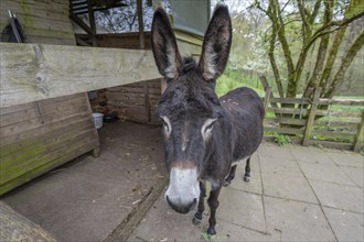 Domestic donkey (Equus asinus asinus) on a farm, North Rhine-Westphalia, Germany, Europe