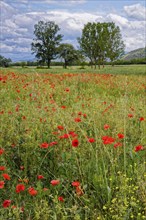 Poppies in bloom in a meadow near Magliano de Marsi in the province of L'Aquila in Abruzzo. Italy,