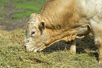 Hornless Charolais bull eating hay, Lászlómajor Meierhof, Sarród, Fertö-Hanság National Park